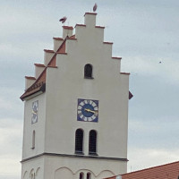 Auf der Kirchturmspitze von St. Nikolaus zwei Störche
